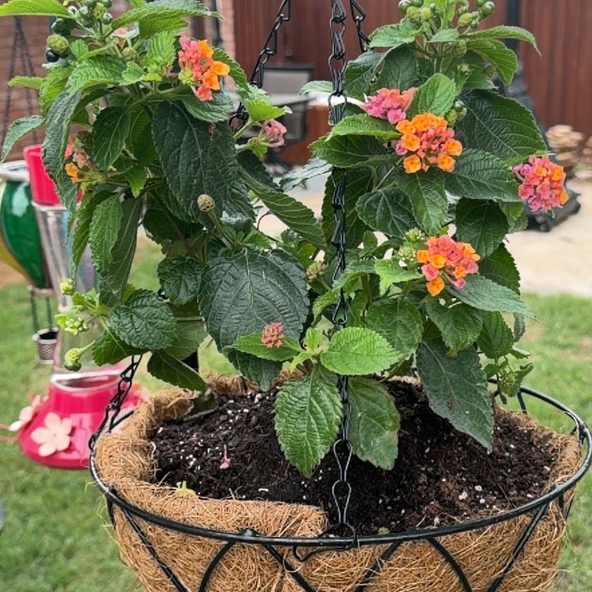 Photo of the plant species Lantana by @BeefyClusia31 named Coco on Greg, the plant care app