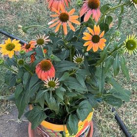 Photo of the plant species Purple Coneflower by @BeefyClusia31 named Sol on Greg, the plant care app