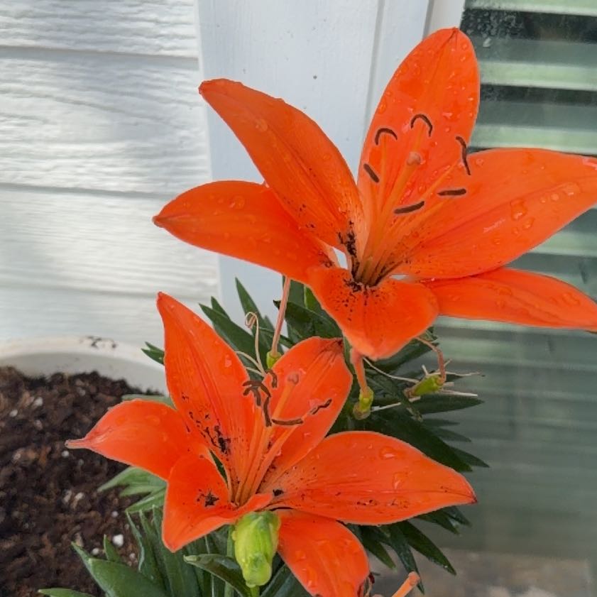 Photo of the plant species Asiatic Lily Red Highland by @BeefyClusia31 named Harry on Greg, the plant care app