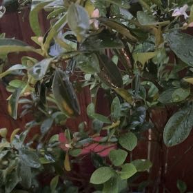 Photo of the plant species Lagunaria by @RadTyrimnus94 named Demi on Greg, the plant care app