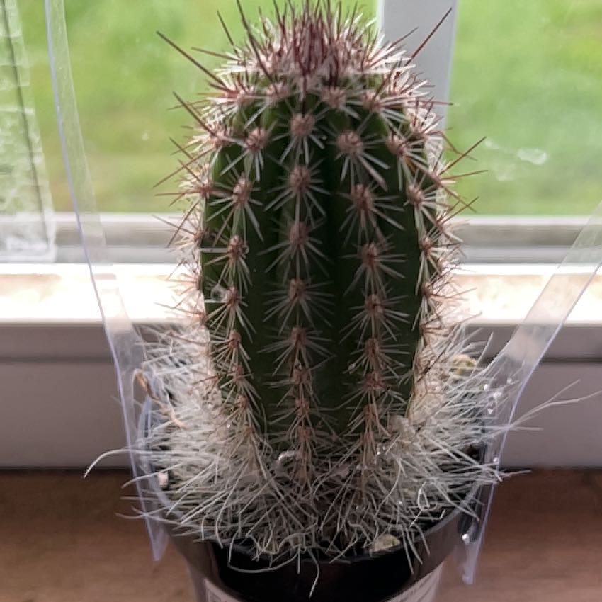 Photo of the plant species Thrixanthocereus cullmanianus by @BentonAvocado98 named Lilo on Greg, the plant care app