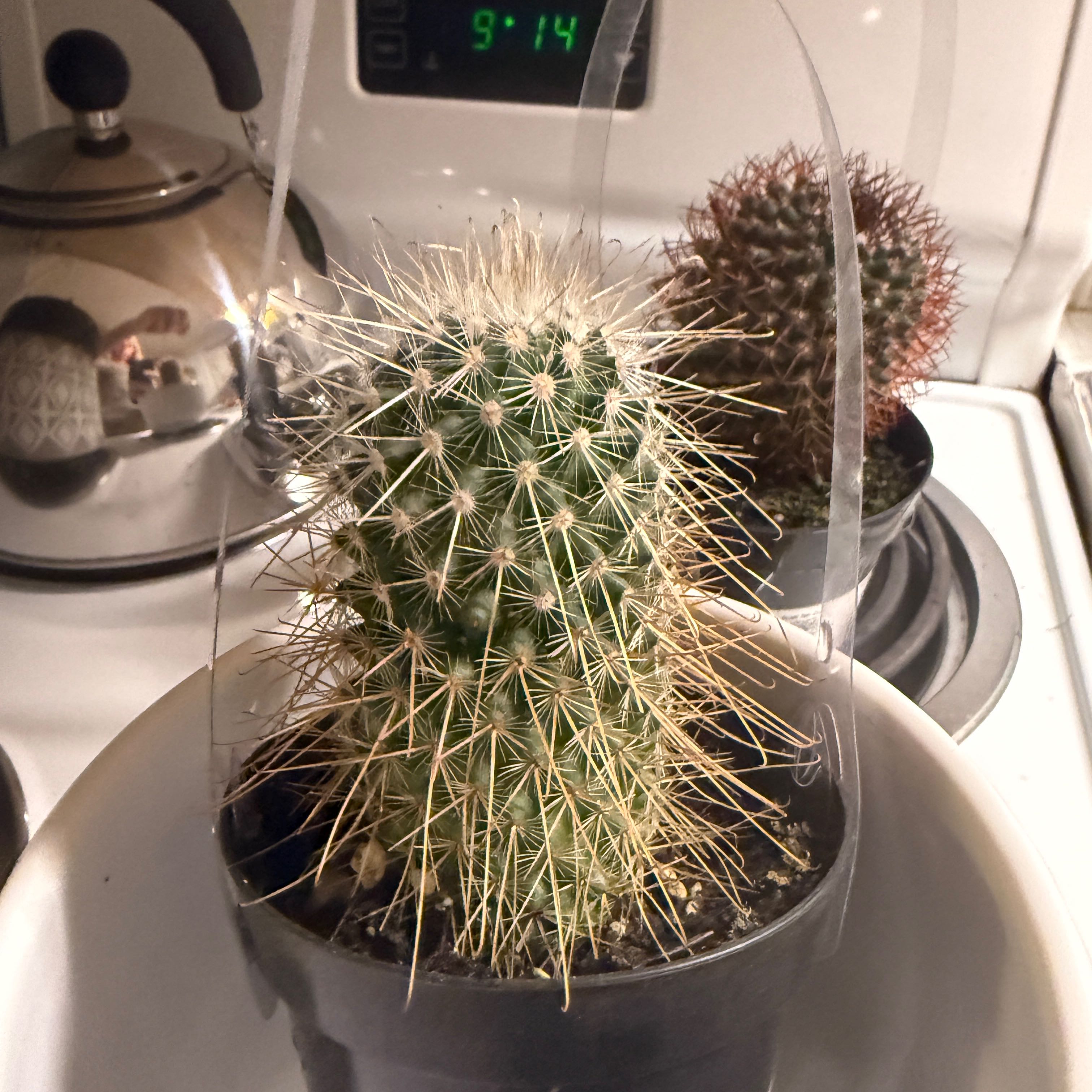 Photo of the plant species Mammillaria magnifica by @BentonJade42 named Fernie Mercury on Greg, the plant care app