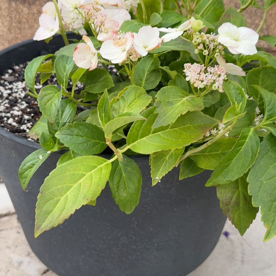 Photo of the plant species Hydrangea 'Runaway Bride Snow White' by @BentonJade42 named Gregarious on Greg, the plant care app