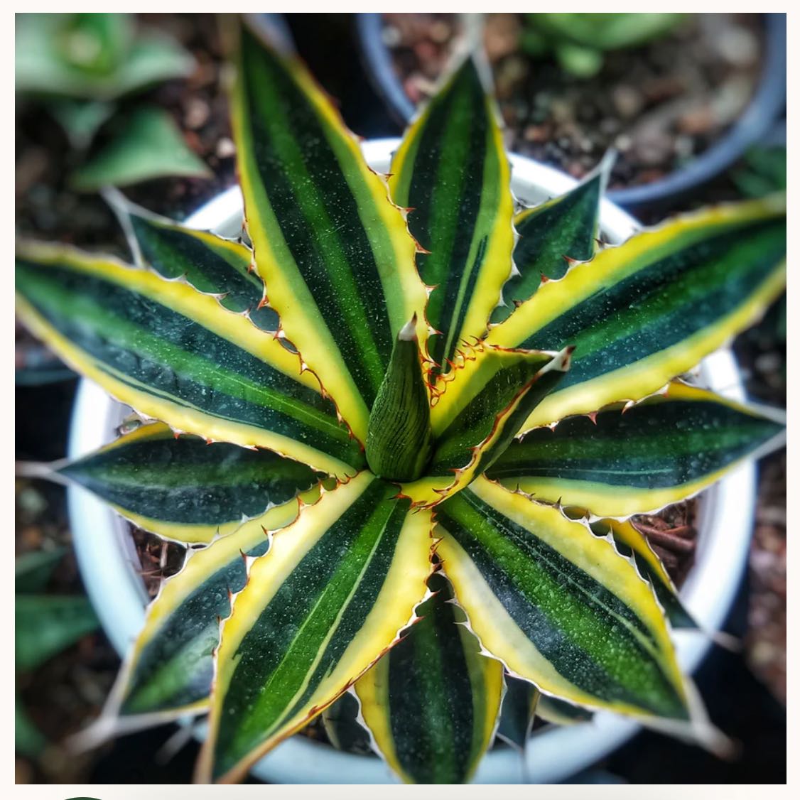 Photo of the plant species Thorn-Crested Century Plant by @BentonJade42 named Einstein on Greg, the plant care app