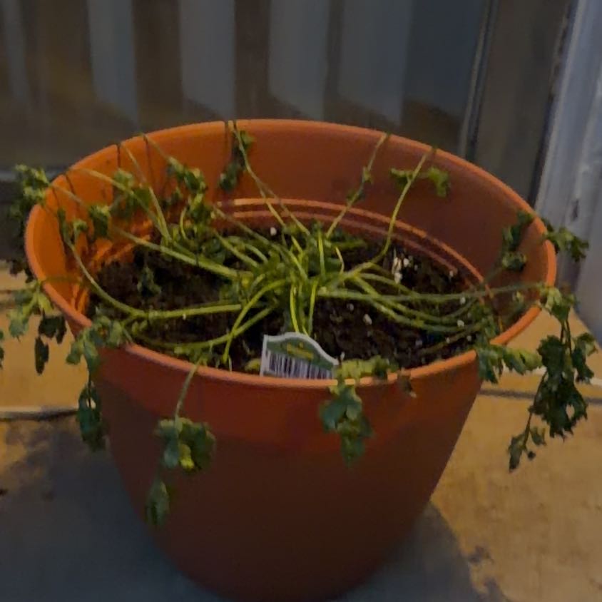 Photo of the plant species cilantro by @SlickGuepinia23 named Treeyoncé on Greg, the plant care app