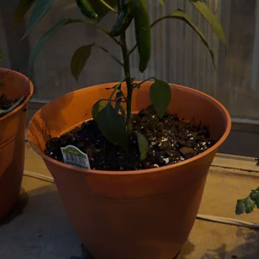 Photo of the plant species Serrano Pepper by @SlickGuepinia23 named Beyonce on Greg, the plant care app
