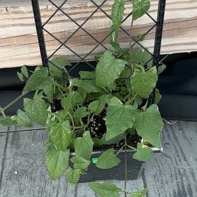 Photo of the plant species Blackeyed Susan Vine by @UberKaraka18 named Susan on Greg, the plant care app