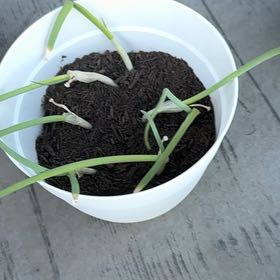 Photo of the plant species Brown Onion by @UberKaraka18 named Eva on Greg, the plant care app