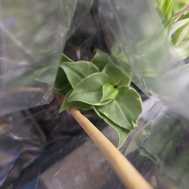 Photo of the plant species Sea Sandwort by @HotAjídulce83 named Sage on Greg, the plant care app