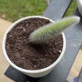 Photo of the plant species Monkey Tail Cactus by @PetAnacua53 named Kylie on Greg, the plant care app