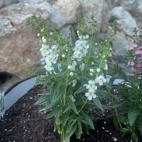 Photo of the plant species Serenita White Angelonia by @DrivenEndive11 named Sonora on Greg, the plant care app