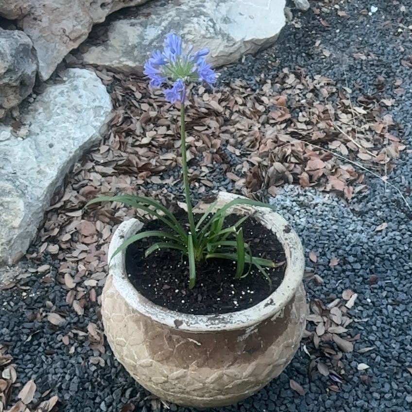Photo of the plant species Agapanthus Praecox by @DrivenEndive11 named Gobi on Greg, the plant care app