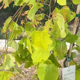 Photo of the plant species Golden Falls Redbud by @DrivenEndive11 named Orwell on Greg, the plant care app