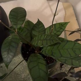 Photo of the plant species Stiff Leafed Hoya by @PerkyAsarina38 named Austen on Greg, the plant care app