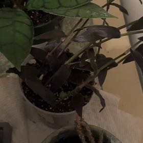 Photo of the plant species Gibasis 'Jose Puig' by @PerkyAsarina38 named Terra on Greg, the plant care app