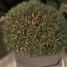 Photo of the plant species Deuterocohnia brevifolia by @PerkyAsarina38 named Remington on Greg, the plant care app
