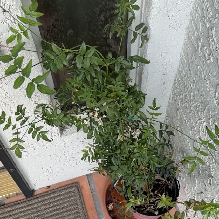 Photo of the plant species Pink Jasmine by @KeyPigfern30 named Duke on Greg, the plant care app