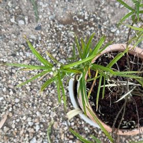 Photo of the plant species Arizona Milkweed by @KeyPigfern30 named Keanu Leaves on Greg, the plant care app