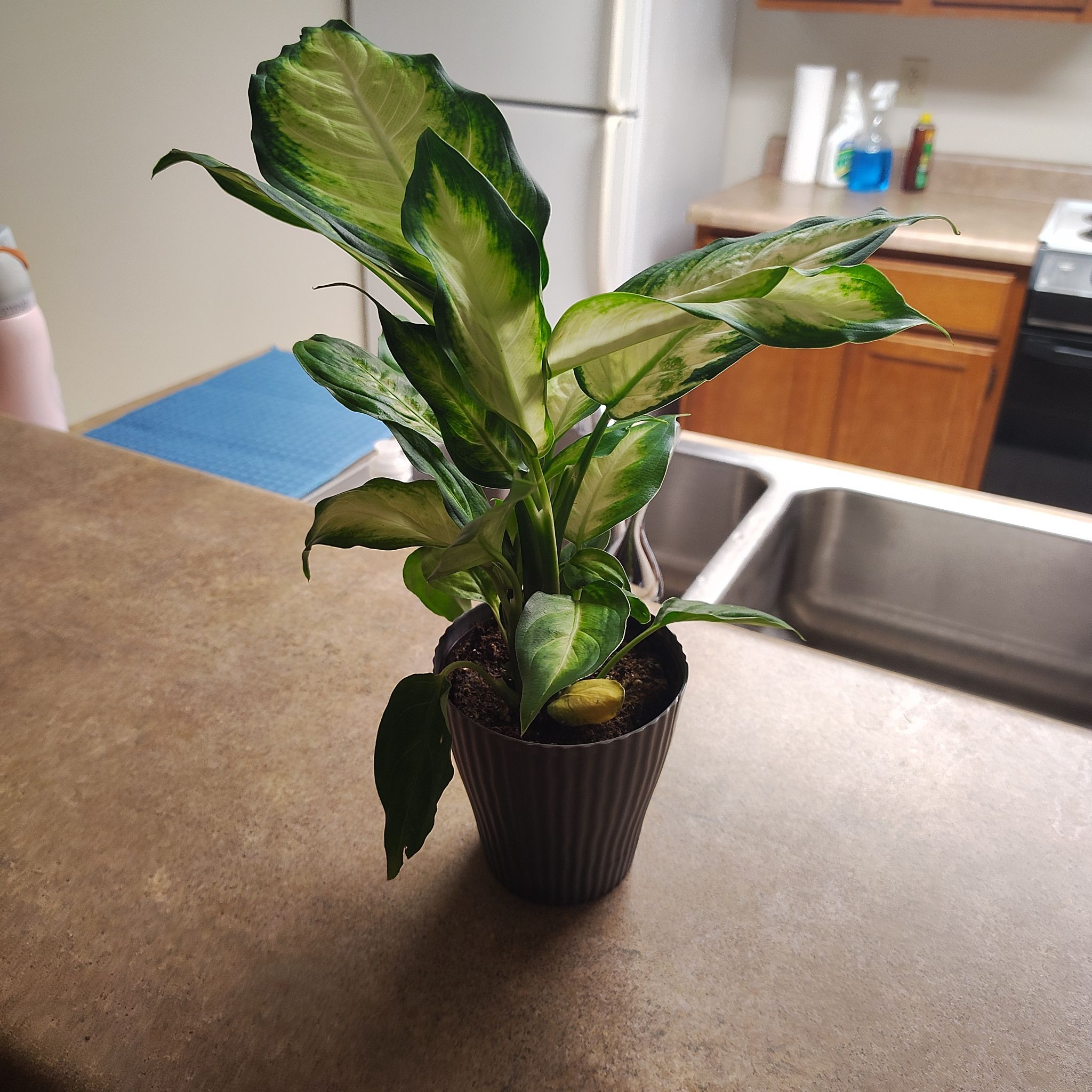 Photo of the plant species Dieffenbachia 'Camille' by @DrivenPhlox71 named Bob on Greg, the plant care app