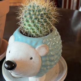 Photo of the plant species Mammillaria pringlei by @HandyBogarum68 named Aristotle on Greg, the plant care app