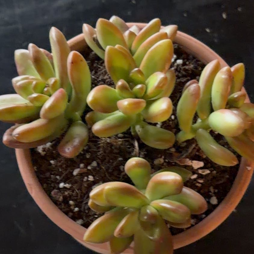 Photo of the plant species Sedum adolphi 'Marmalade' by @HandyBogarum68 named Marmalade on Greg, the plant care app