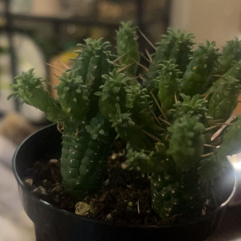 Photo of the plant species Variegated Corncob Cactus by @BetterPuriri41 named Clooney on Greg, the plant care app