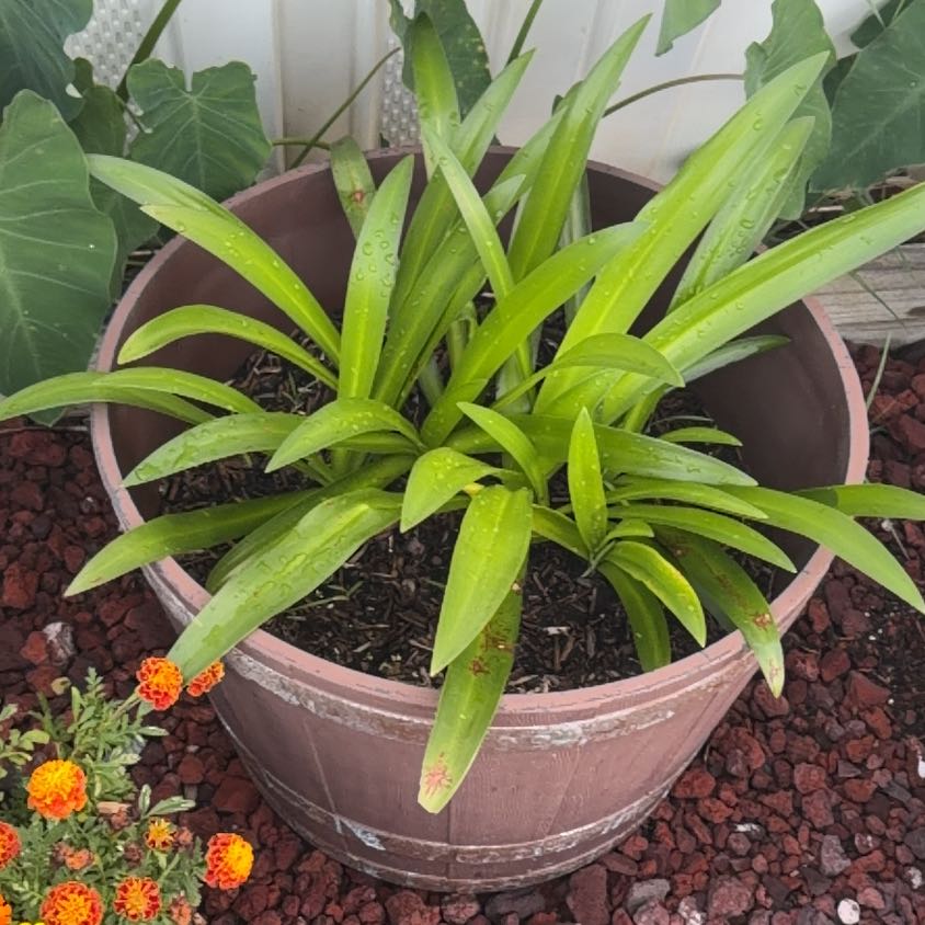 Photo of the plant species Beach Spiderlily by @BetterPuriri41 named Navajo on Greg, the plant care app