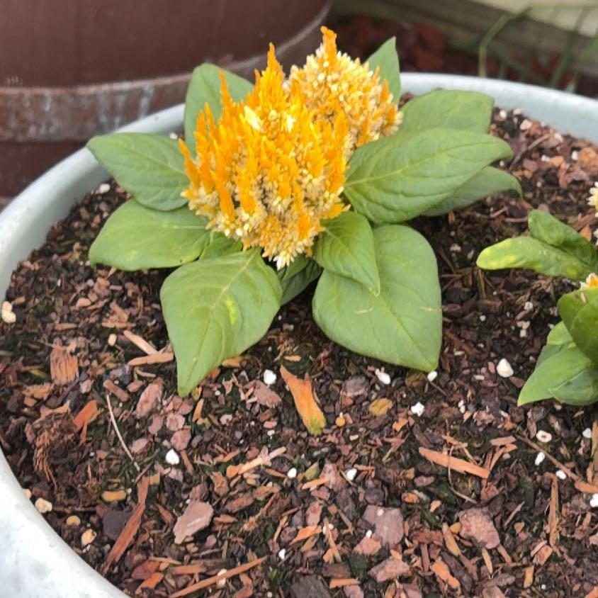 Photo of the plant species Amaranthus Cruentus by @BetterPuriri41 named Gomez on Greg, the plant care app