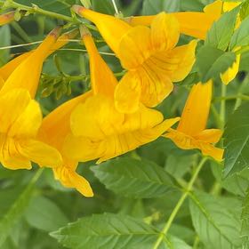 Photo of the plant species Yellow Bells by @SolidJicaro33 named Cleopatra on Greg, the plant care app