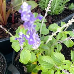 Photo of the plant species Mealycup Sage by @SolidJicaro33 named Bigleef Smalls on Greg, the plant care app