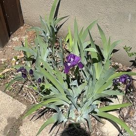 Photo of the plant species Blue Flag by @DaringRedlion21 named Big Ivan and Little Ivan on Greg, the plant care app