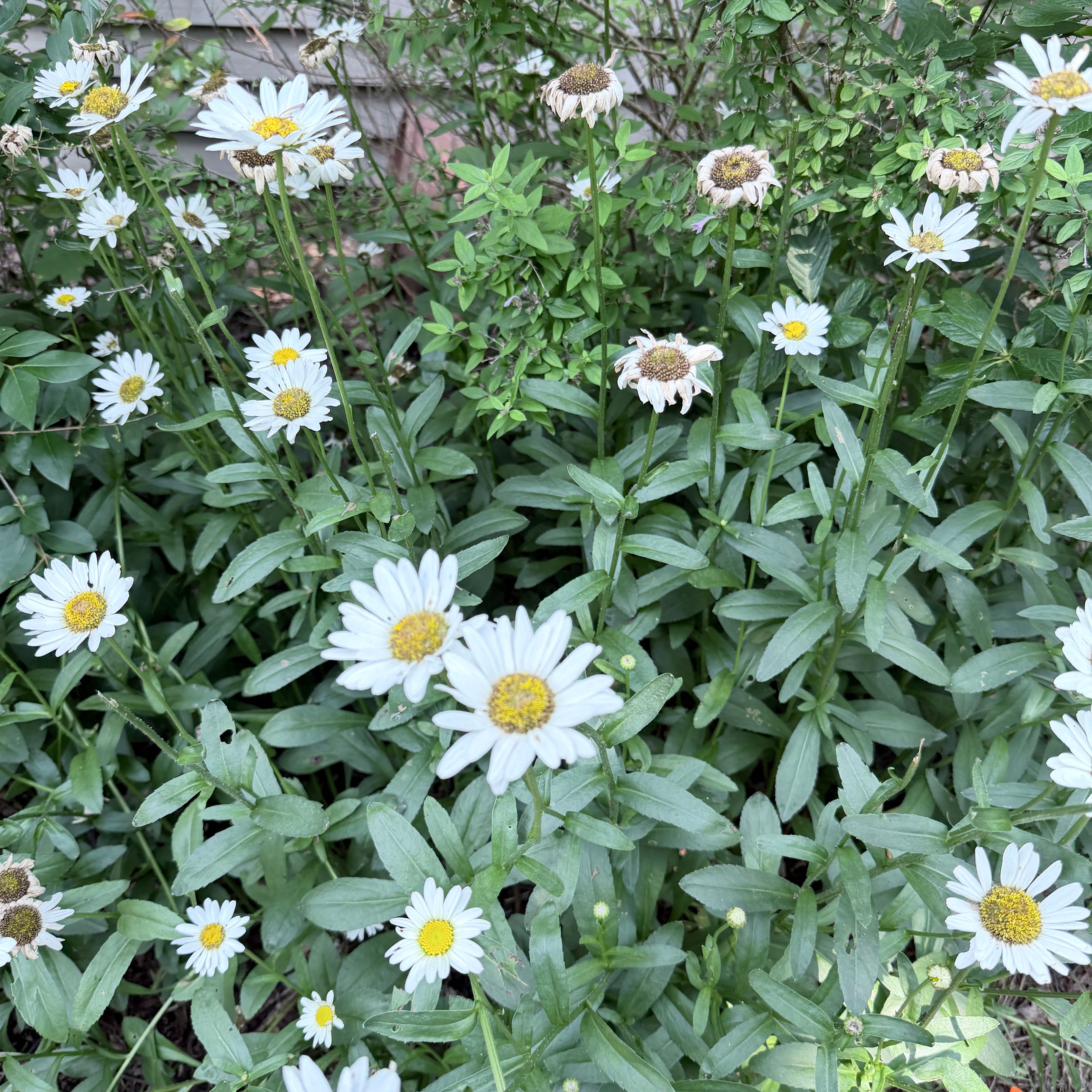 Photo of the plant species Max Chrysanthemum by @SavvyBluerose33 named Rosa on Greg, the plant care app