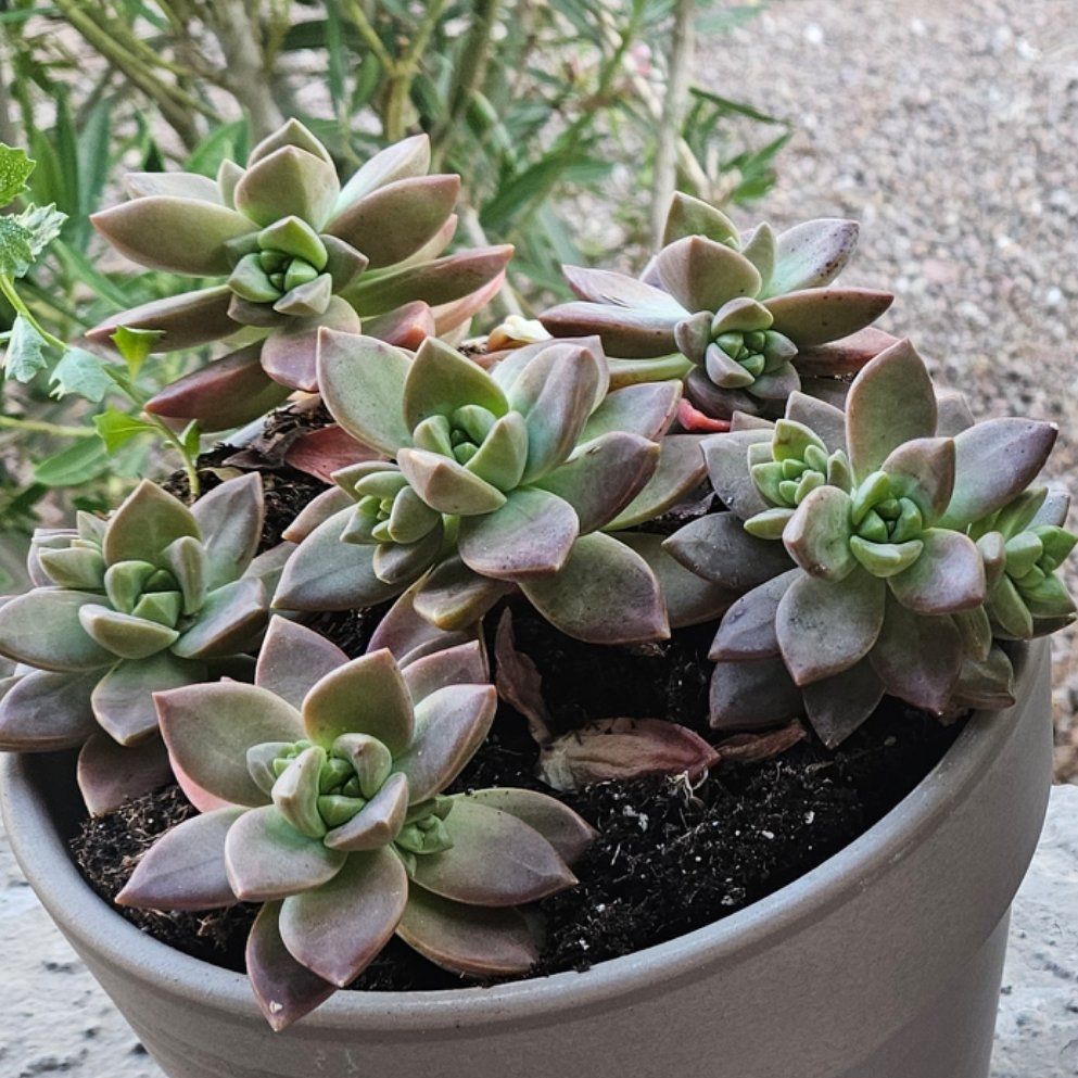 Photo of the plant species succulent by @SirTexasash94 named Emerson on Greg, the plant care app