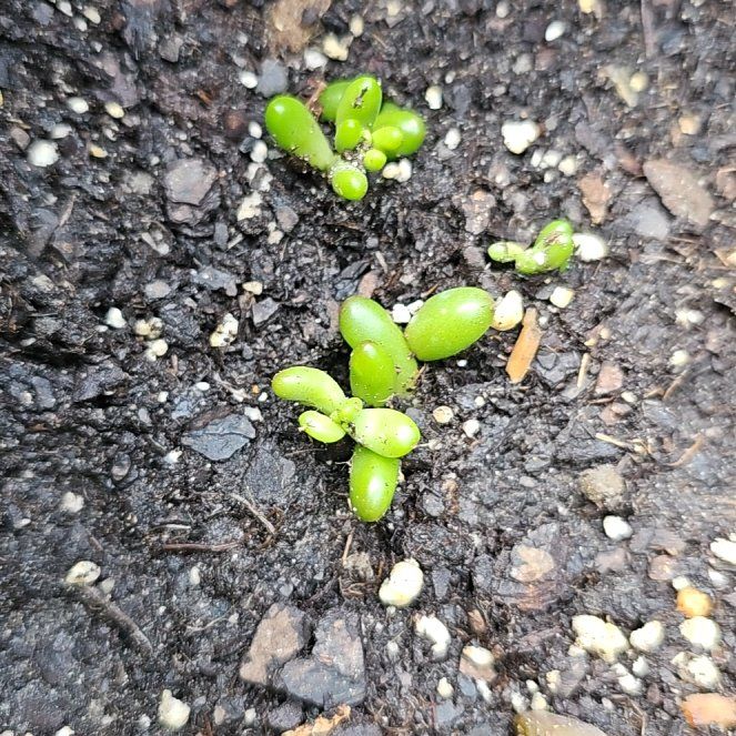 Photo of the plant species Disphyma by @WittyBlueoak62 named Demi on Greg, the plant care app