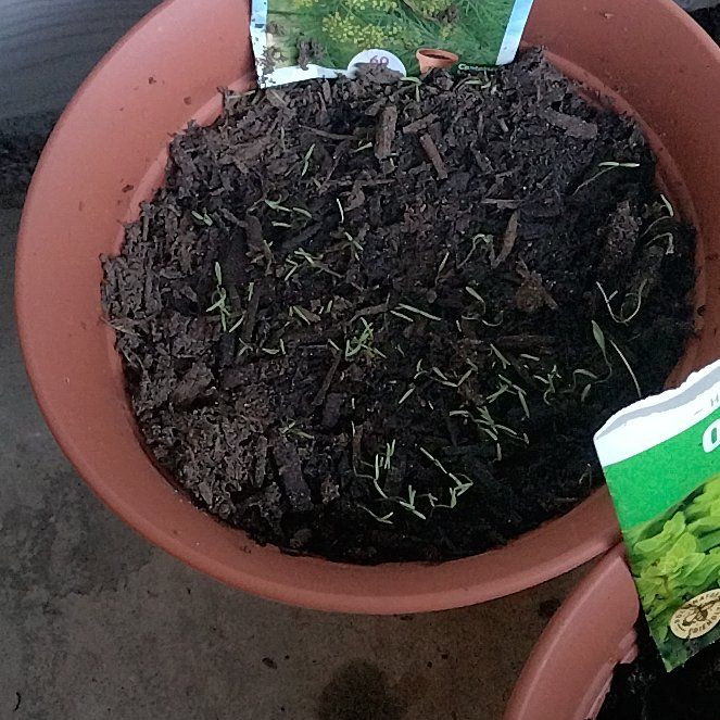 Photo of the plant species Fern Leaf Dill by @NeatSucculent50 named Darwin on Greg, the plant care app