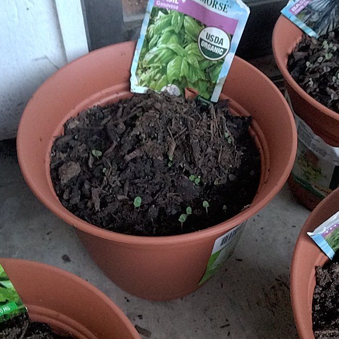Photo of the plant species Genovese Basil by @NeatSucculent50 named Stella on Greg, the plant care app