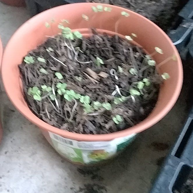 Photo of the plant species Red Russian Kale by @NeatSucculent50 named Rihanna on Greg, the plant care app