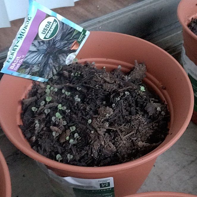 Photo of the plant species Dark Opal Basil by @NeatSucculent50 named Willow on Greg, the plant care app