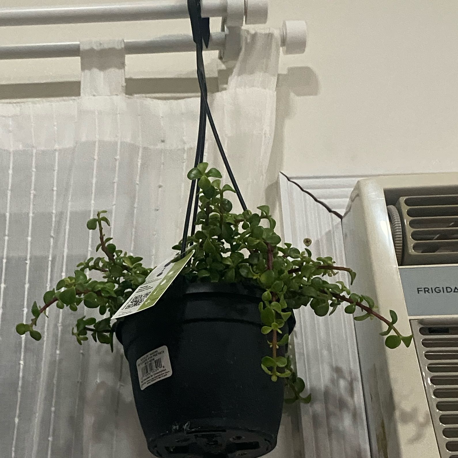 Photo of the plant species Portulacaria afra 'Prostrata' by @TopSeastock36 named Elle on Greg, the plant care app