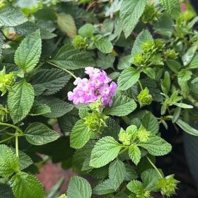 Photo of the plant species Weeping Lantana by @FabMakole30 named Duke on Greg, the plant care app