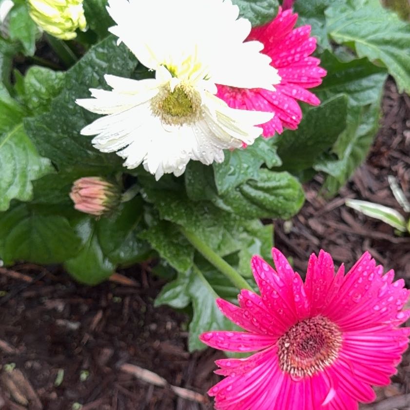 Photo of the plant species Daisy by @FabMakole30 named Zion on Greg, the plant care app