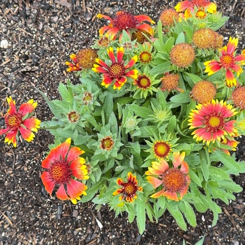 Photo of the plant species Indian Blanket by @FabMakole30 named Anne on Greg, the plant care app