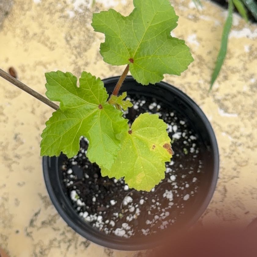 Photo of the plant species Okra by @FabMakole30 named Apollo on Greg, the plant care app