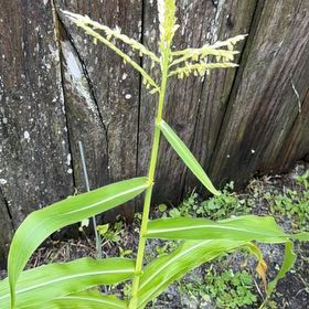 Photo of the plant species Corn by @FabMakole30 named Planty on Greg, the plant care app