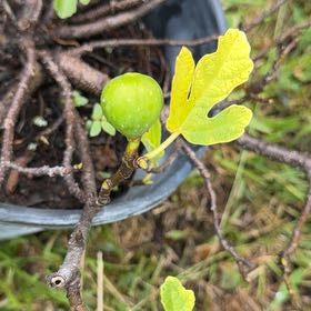 Photo of the plant species Olympian Fig by @FabMakole30 named Xena on Greg, the plant care app