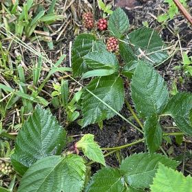 Photo of the plant species Blackberry by @FabMakole30 named Nemo on Greg, the plant care app