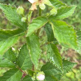 Photo of the plant species California Blackberry by @FabMakole30 named Prince on Greg, the plant care app