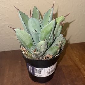 Photo of the plant species Butterfly Agave by @JamesDean2883 named Eva on Greg, the plant care app