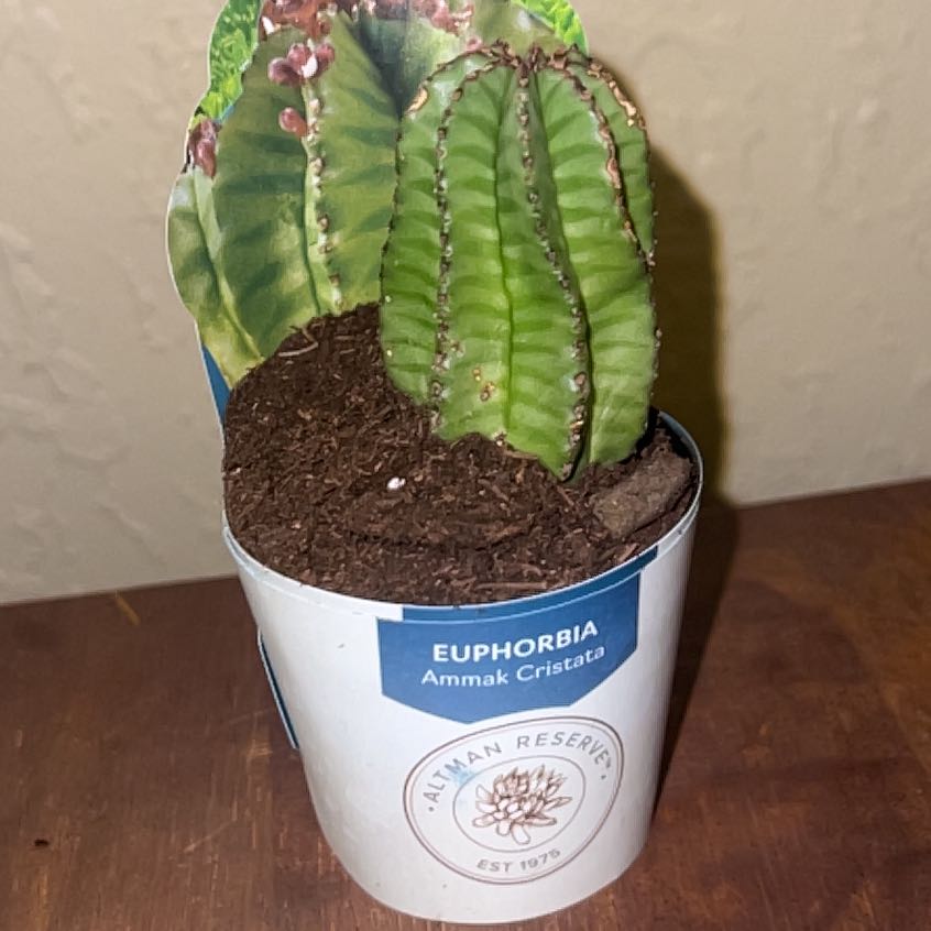 Photo of the plant species Variegated African Candelabra by @JamesDean2883 named Rainier on Greg, the plant care app