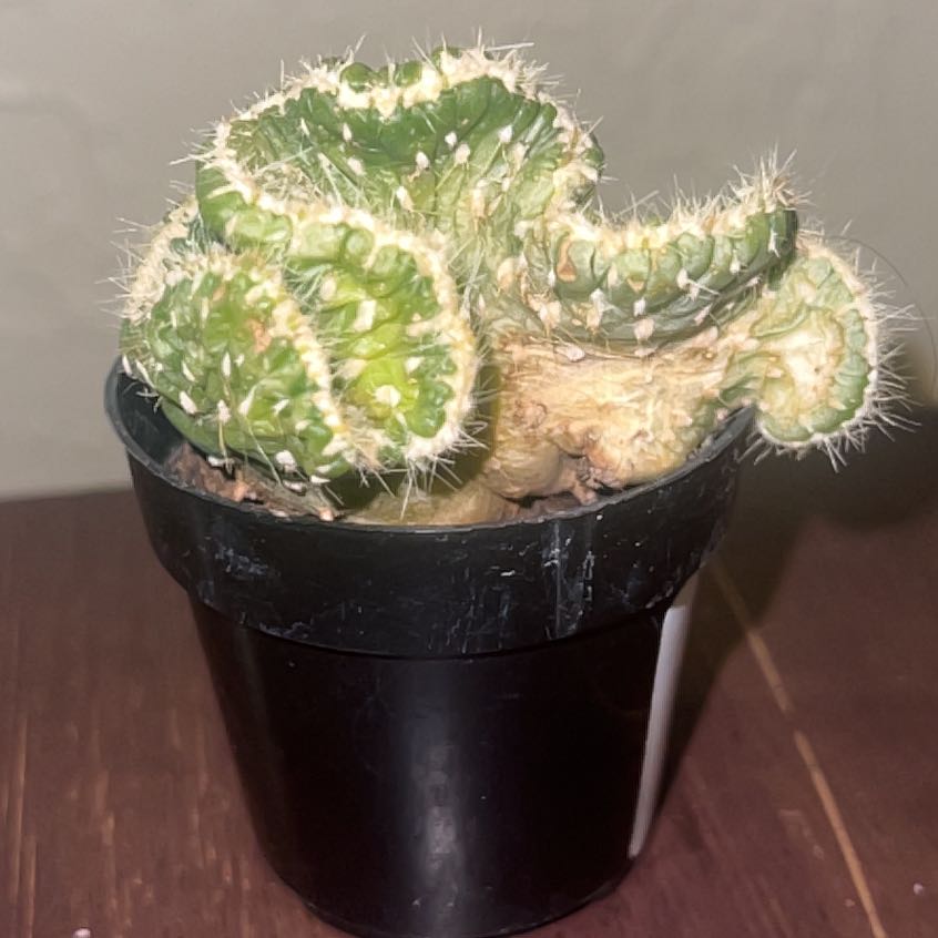Photo of the plant species Emerald Idol Opuntia by @JamesDean2883 named Willow on Greg, the plant care app